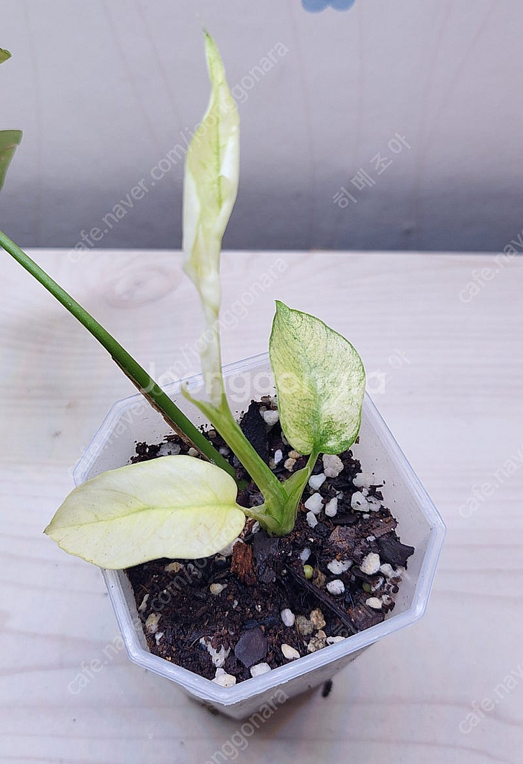 풀민트 히메, 화이트민트 히메, 무늬 히메, 핑크미칸, 마야리 바리에가타 등 여러 희귀식물 분양해요--7